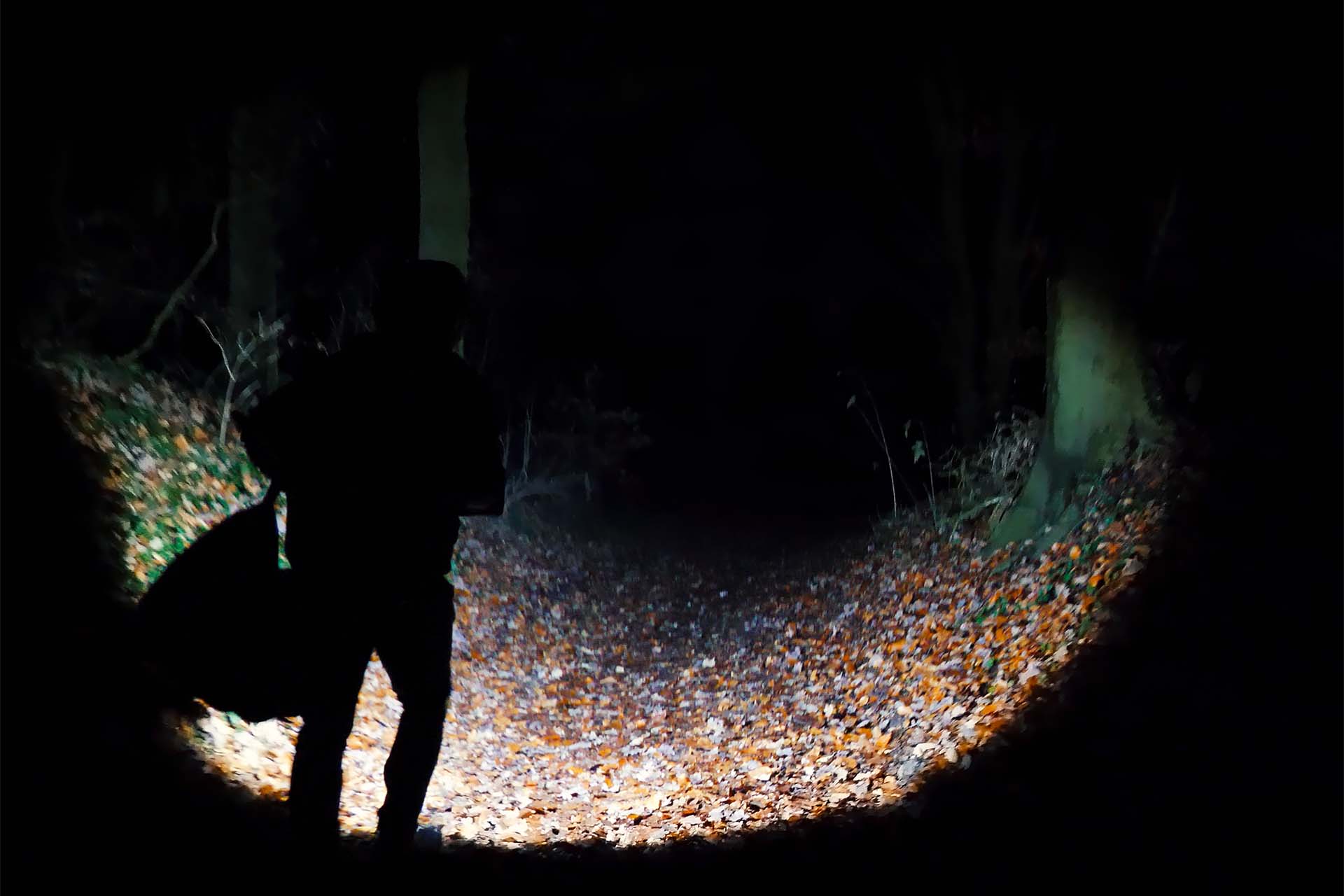 Forest at night