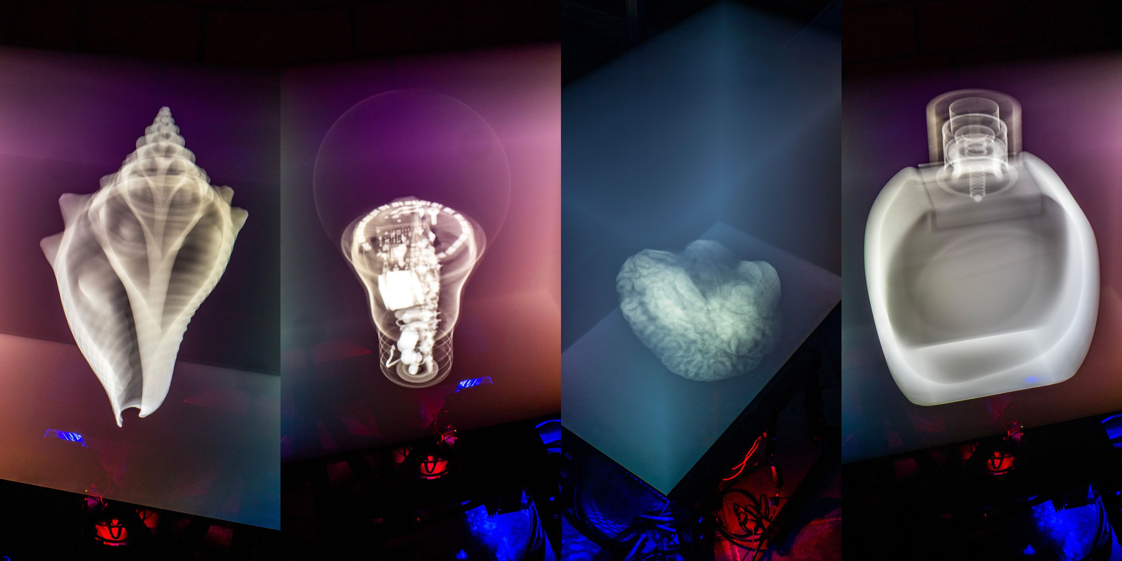 conch shell, light bulb, brain, perfume bottle